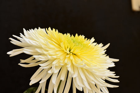 White chrysanthemum on black background, closeup of photoの写真素材