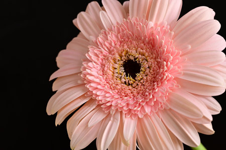 Pink gerbera flower isolated on black background. Close up.の写真素材