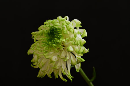 White chrysanthemum flower on black background, close up