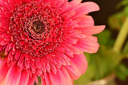 Beautiful pink gerbera flower on black background, closeupの写真素材