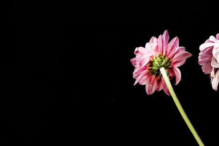 Pink chrysanthemum flower isolated on black background with copy spaceの写真素材