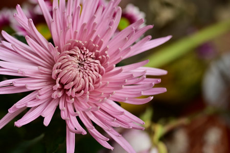 pink chrysanthemum flower closeup on blurred backgroundの写真素材