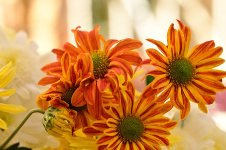 Orange chrysanthemum flowers in a bouquet on a blurred background