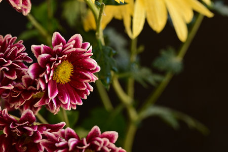 chrysanthemum very nice colorful autumn garden flower close upの写真素材