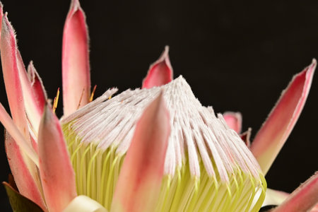Protea flower on black background, closeup. Natural floral backgroundの写真素材