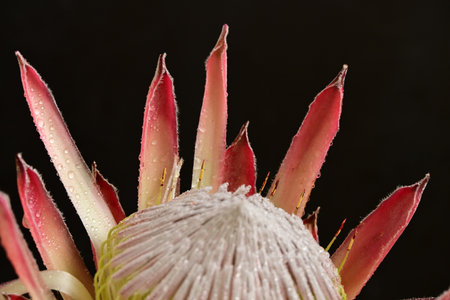 Close up of protea flower on black background. Macro photography.