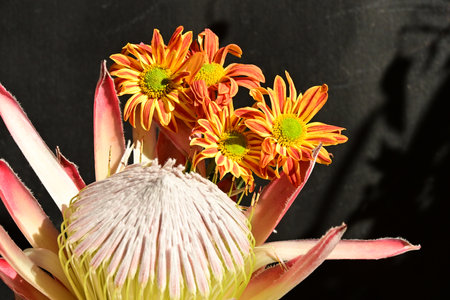 Flower bouquet of protea and dahlia on black background