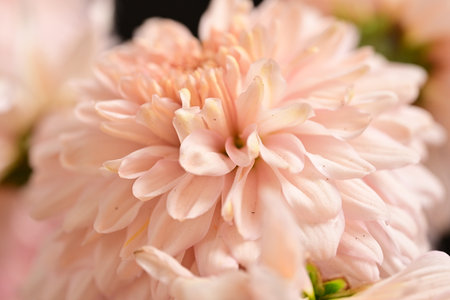 Beautiful pink chrysanthemum flowers as background, closeupの写真素材