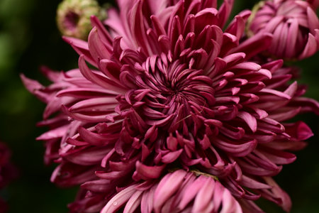 chrysanthemum very nice colorful autumn garden flower close upの写真素材