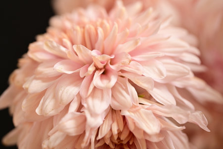 pink chrysanthemum flower macro close-up, selective focusの写真素材