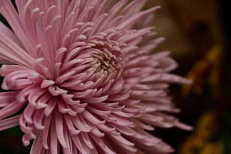 Pink chrysanthemum in the garden. Close up.の写真素材