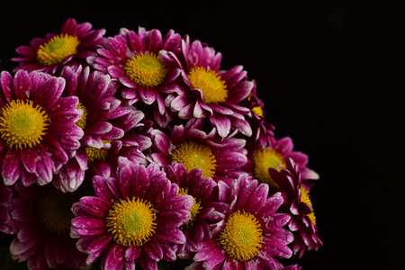 pink chrysanthemum on a black background close upの写真素材