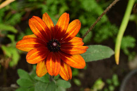 Beautiful orange flower in the garden. Shallow depth of field.