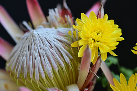 Protea flower with yellow petals and green leaves close upの写真素材