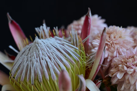 Beautiful protea flowers on black background, close-up.の写真素材