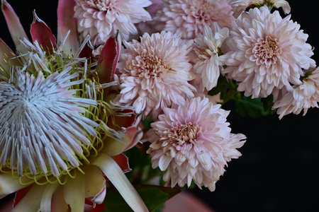 Bouquet of pink and white protea flowers on black background