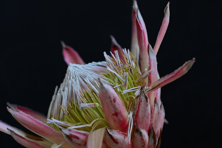 Beautiful protea flower isolated on black background, close-upの写真素材