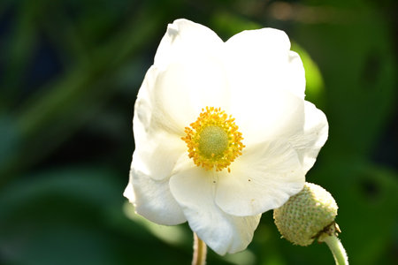 White anemone flower on green leaves background. Anemone is a genus of flowering plants in the family Ranunculaceae.の写真素材
