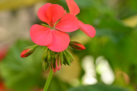 Geranium Pelargonium Flowers Blooming in The Garden, England.の写真素材