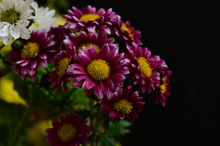 Colorful chrysanthemum flowers isolated on black background.