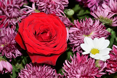 Red rose and white chrysanthemums, close-upの写真素材
