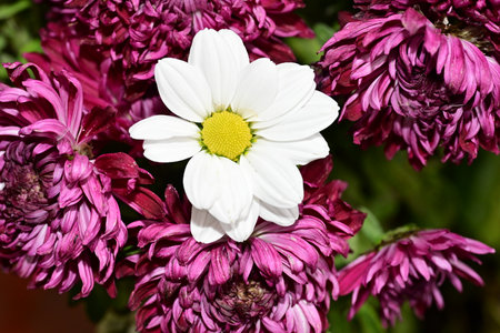 Close-up of a chrysanthemum flower with white petals