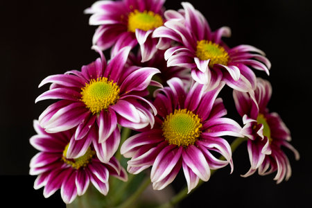 chrysanthemum flowers on a black background close-up