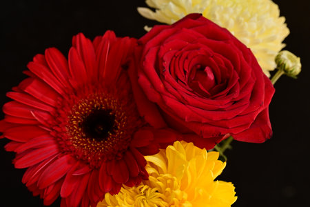 beautiful gerbera and rose on a black background close upの写真素材