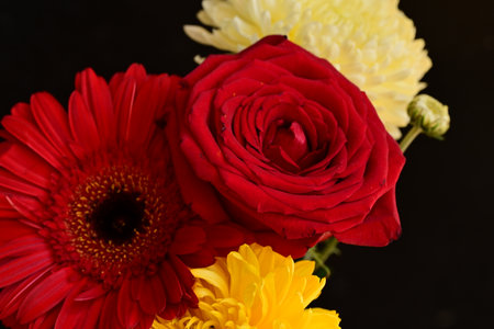 Red gerbera and yellow chrysanthemums on black backgroundの写真素材