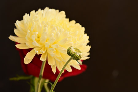 Beautiful yellow chrysanthemum on a black background.の写真素材