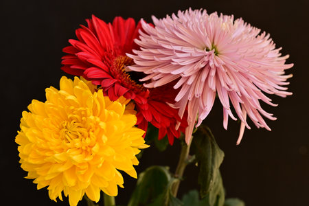 gerbera and chrysanthemum on a black backgroundの写真素材