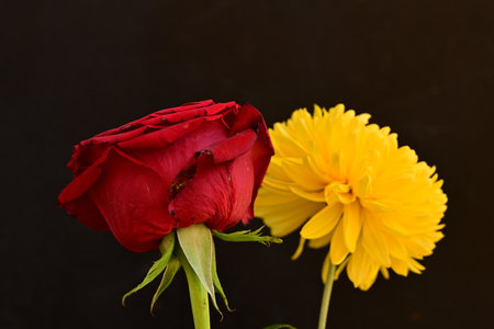 red rose and yellow chrysanthemum on a black backgroundの写真素材