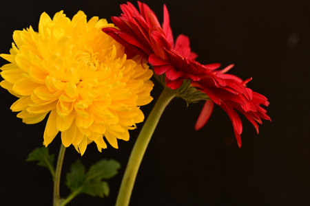 yellow and red chrysanthemums on a black background close upの写真素材