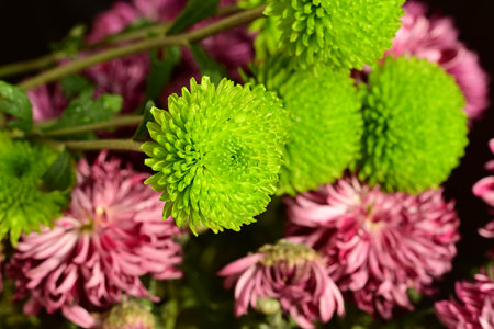 Green chrysanthemum flowers on a dark background close upの写真素材