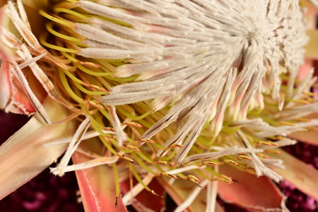 Close up of a protea flower with stamens and pistilsの写真素材