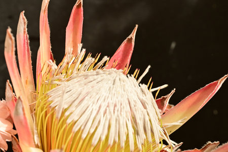 Close up of a protea flower, Protea cynaroides