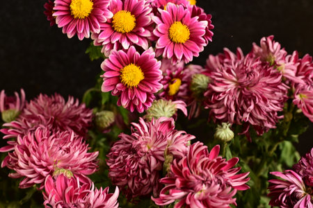 Pink chrysanthemum flowers on a dark background close upの写真素材