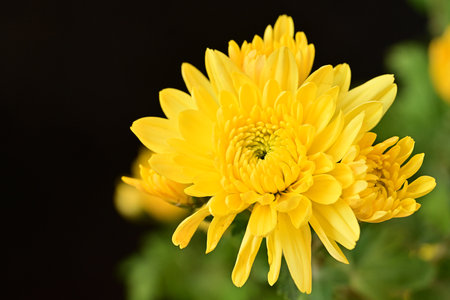 Yellow chrysanthemum flower on black background, close upの写真素材