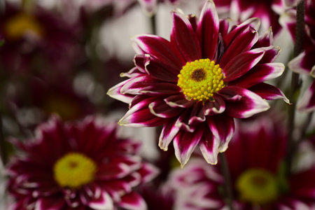 Beautiful chrysanthemum flowers close-up on a white backgroundの写真素材