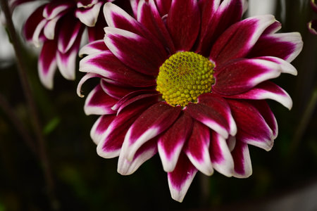 chrysanthemum very nice colorful autumn garden flower close upの写真素材