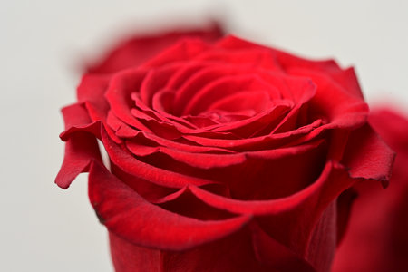 red rose on white background, shallow depth of field, selective focusの写真素材