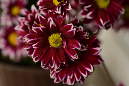 Beautiful red chrysanthemums on a white background.の写真素材