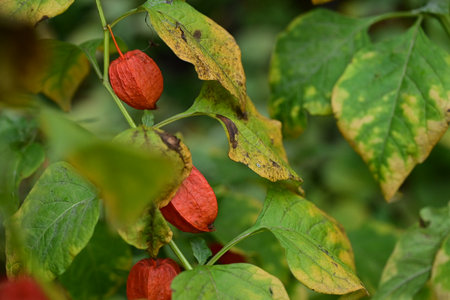 Physalis peruviana, also known as Chinese lantern, Chinese lantern, Chinese lantern, Chinese lantern, Chinese lantern, Chinese lantern, Chinese lantern.の写真素材