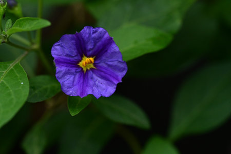Purple flower of Solanum tuberosum, Solanaceaeの写真素材