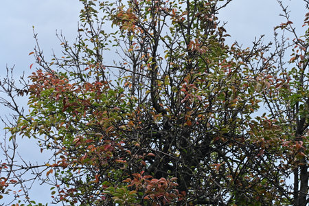 Leaves on the branches of trees in the autumn season against the skyの写真素材