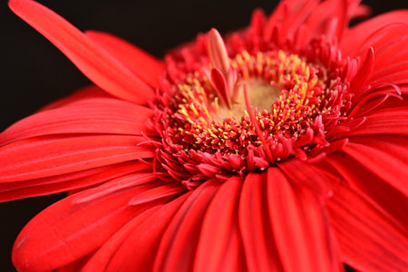 Red gerbera flower on black background. Close-up.の写真素材