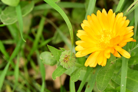 Calendula officinalis, Calendula officinalisの写真素材