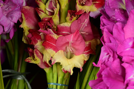 Bouquet of gladiolus flowers close-up, floral backgroundの写真素材