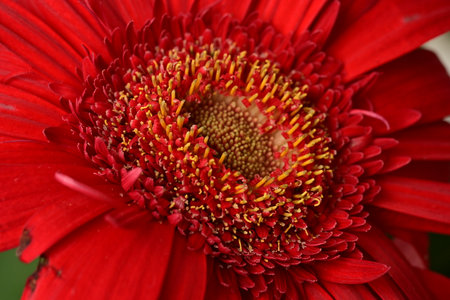 Red gerbera flower close-up. Natural floral background.の写真素材