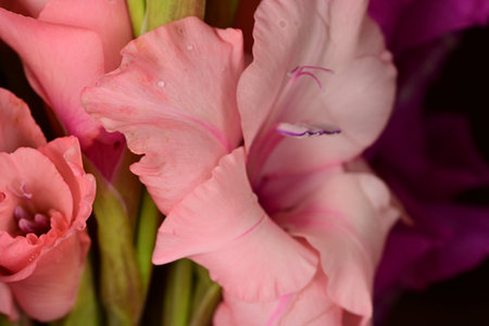 Bouquet of pink gladiolus close-up macro photographyの写真素材